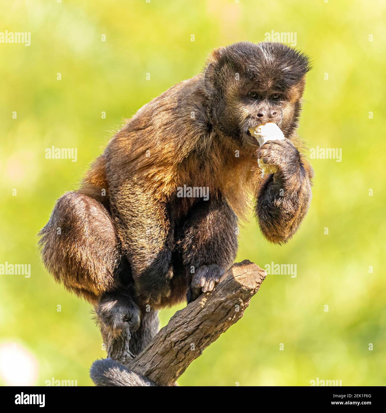 tufted-capuchin-monkey-sapajus-apella-aka-macaco-prego-into-the-wild