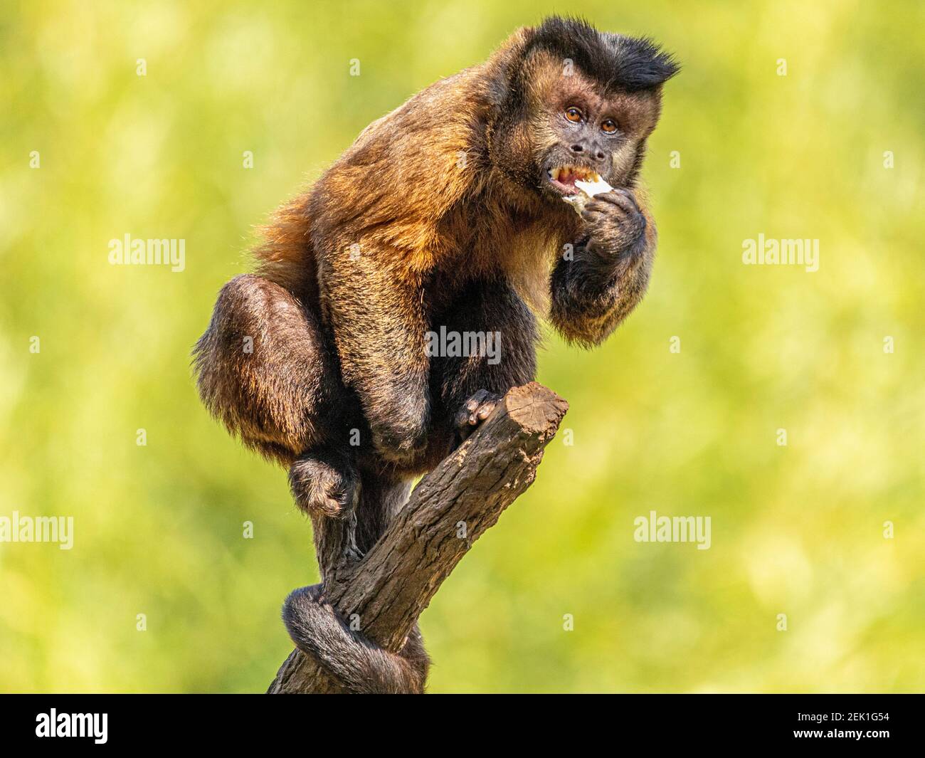 Tufted capuchin monkey (Sapajus apella), AKA macaco-prego into the wild in  Brazil Stock Photo - Alamy