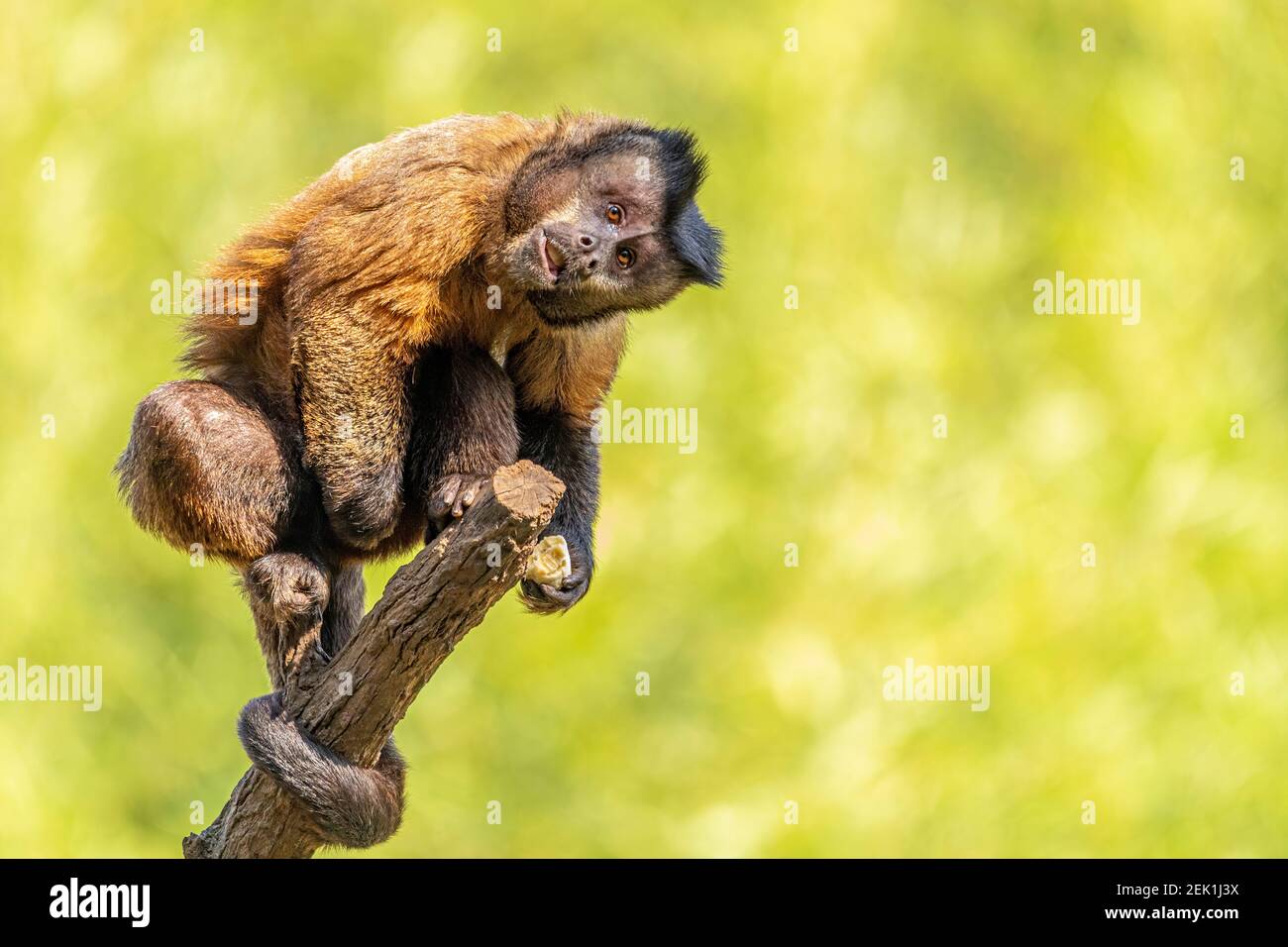 Brazilian Monkey, Macaco Prego Stock Image - Image of cebus, tuft