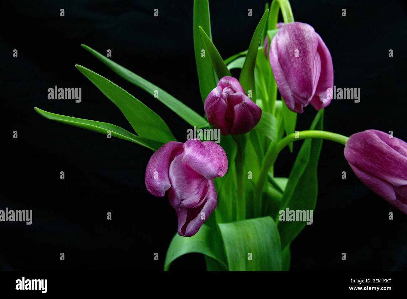Purple tulips Stock Photo