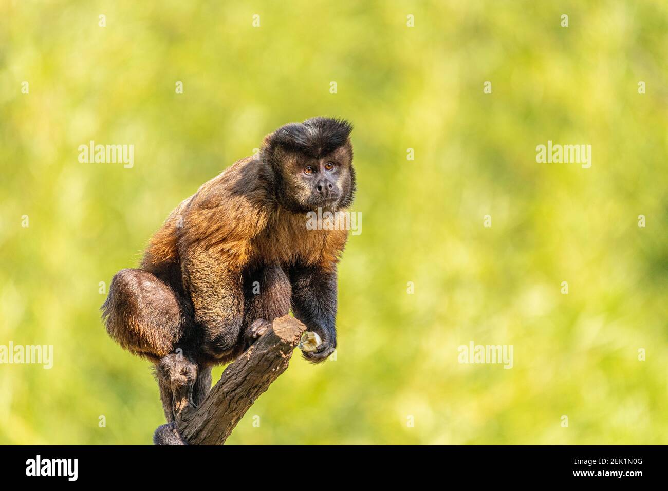 Tufted capuchin monkey (Sapajus apella), AKA macaco-prego into the wild in  Brazil Stock Photo - Alamy