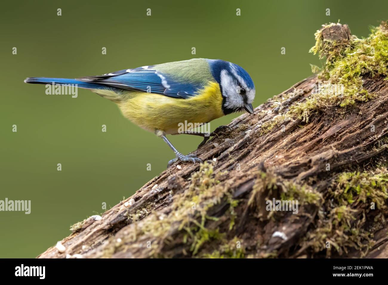 Blue tit at a feeding place at the Mönchbruch pond in a natural reserve in Hesse Germany. Looking for food in winter time. Stock Photo