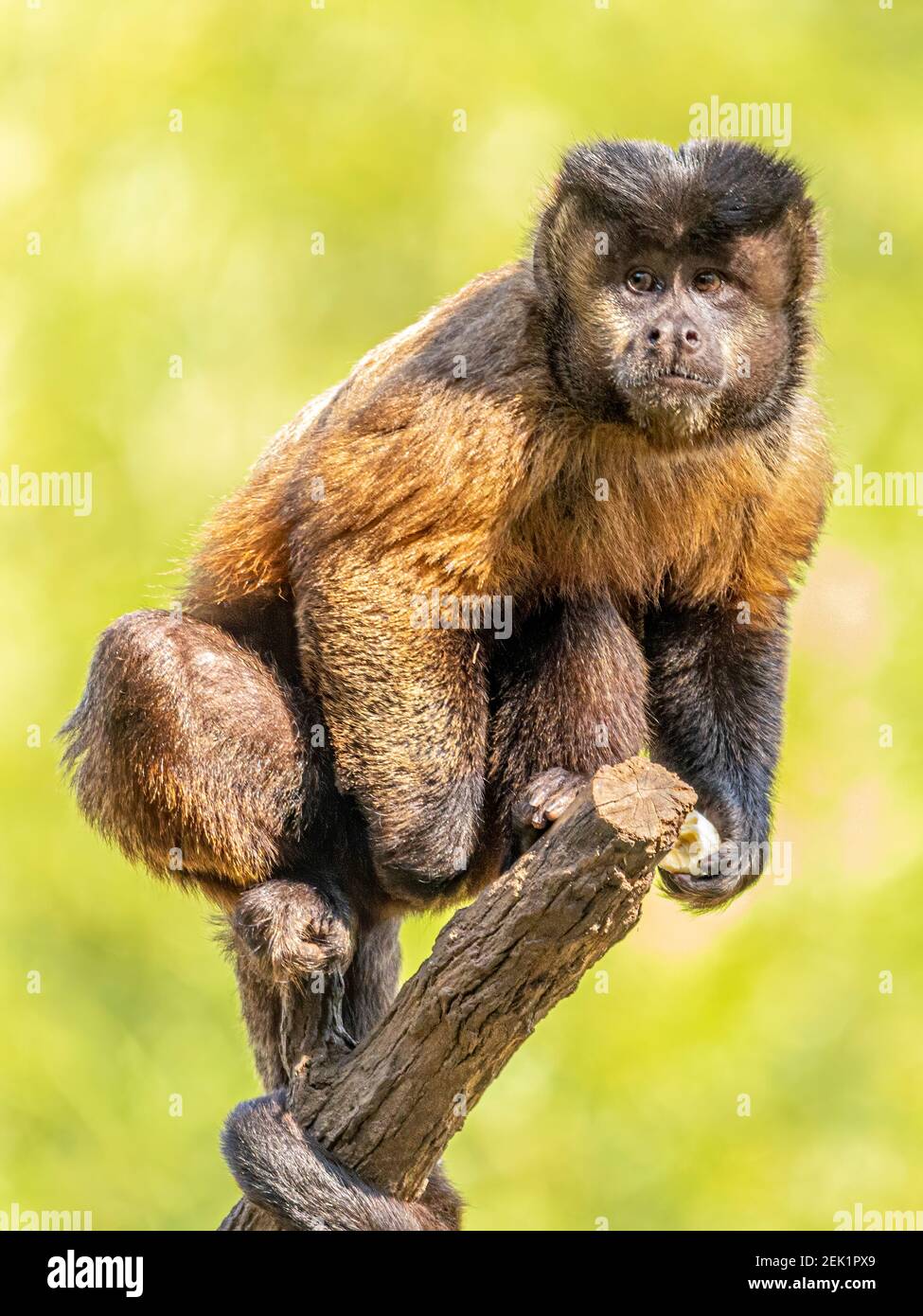 Macaco Prego Stock Photo by ©vbacarin 287923286