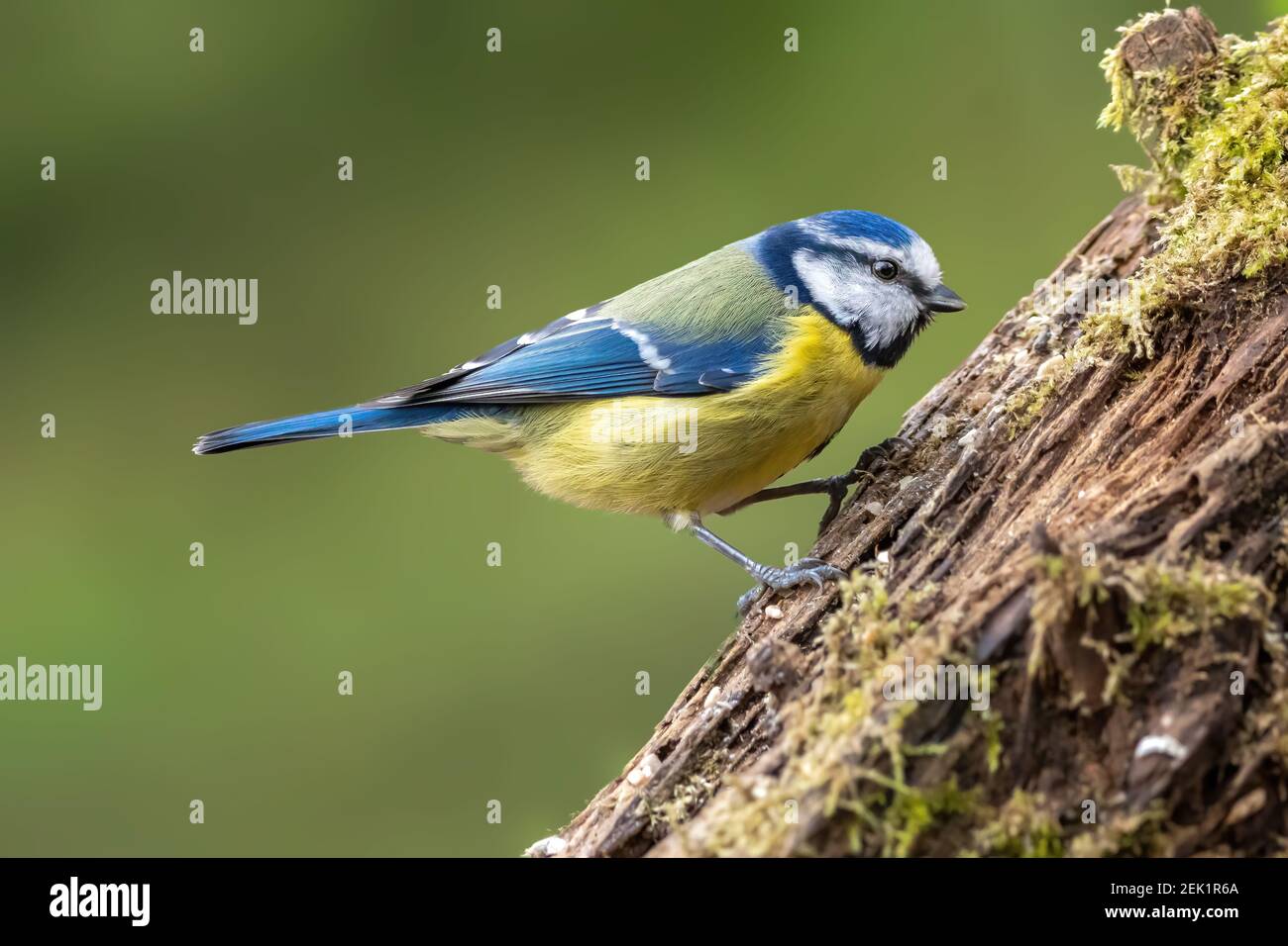 Blue tit at a feeding place at the Mönchbruch pond in a natural reserve in Hesse Germany. Looking for food in winter time. Stock Photo