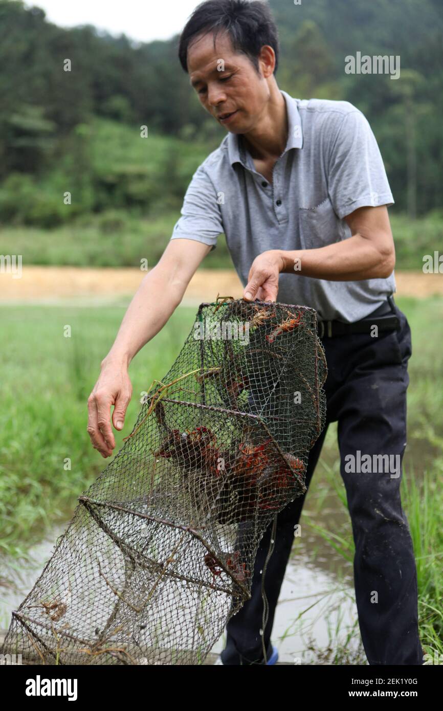 A person catches crayfish in Xiao Botun Crayfish Breeding Base in ...