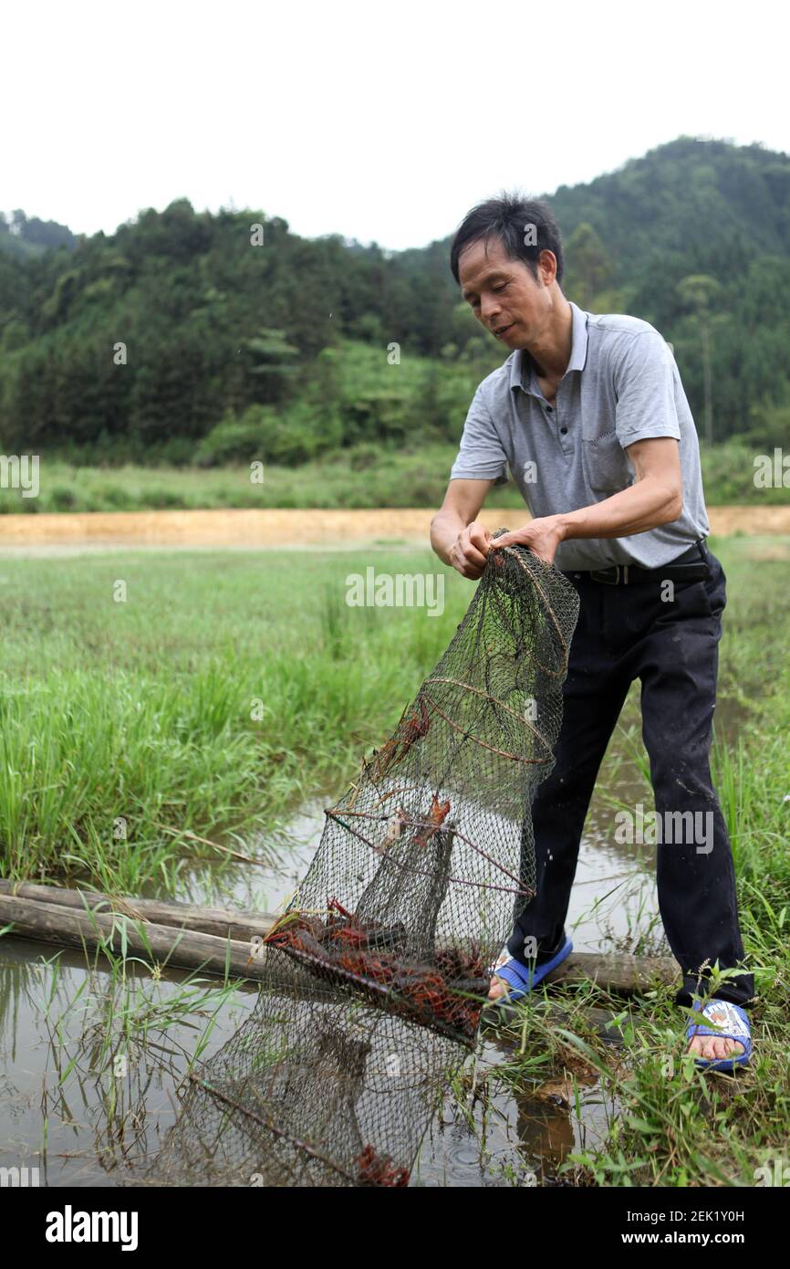 A person catches crayfish in Xiao Botun Crayfish Breeding Base in ...