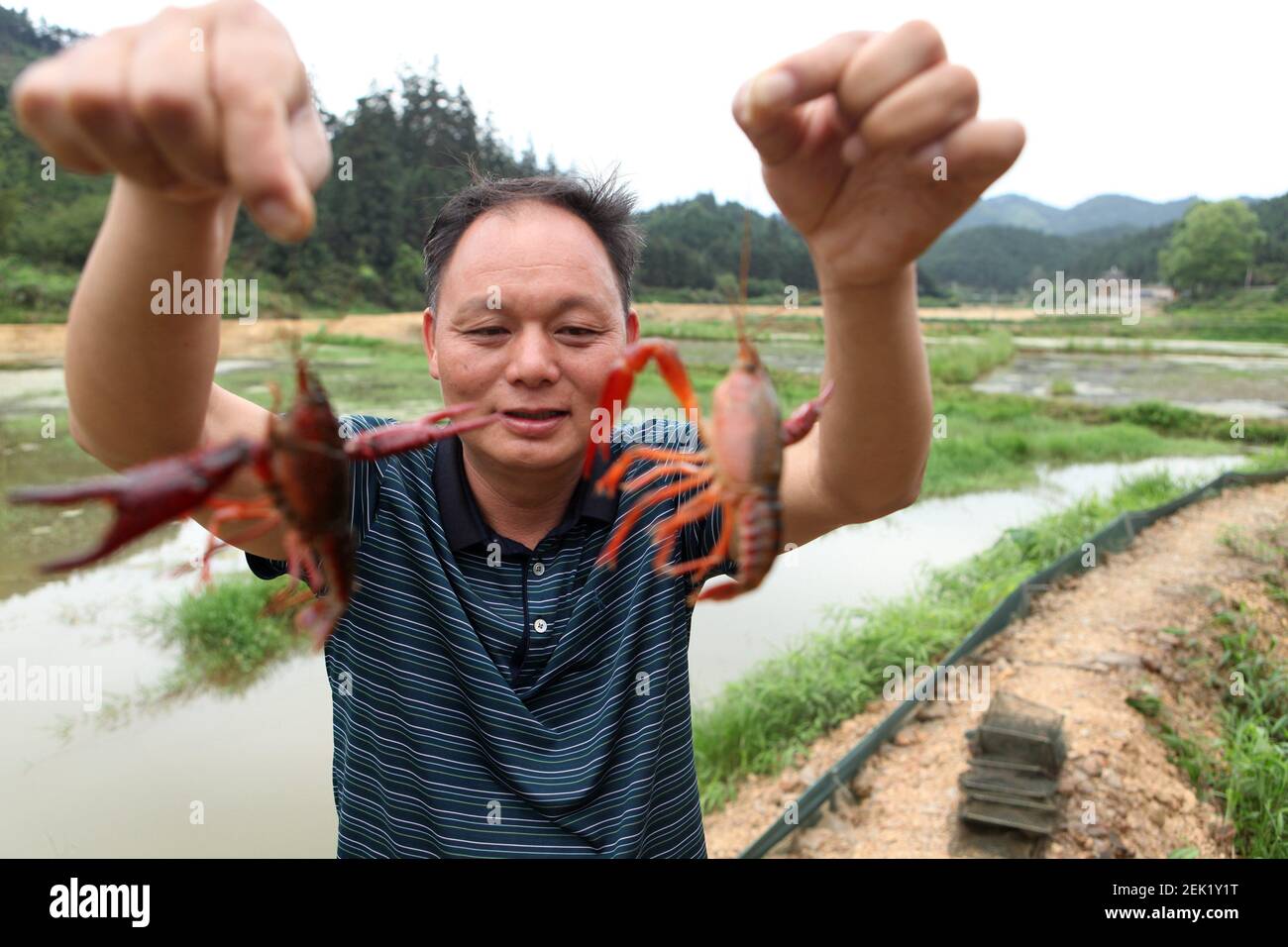 A person shows the crayfish harvested in Xiao Botun Crayfish Breeding ...