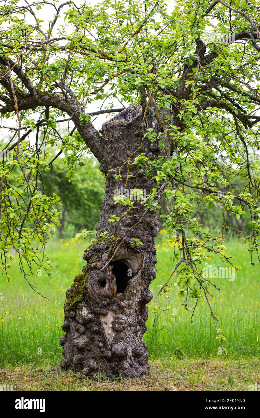 Picture of a sick apple tree cortex Stock Photo