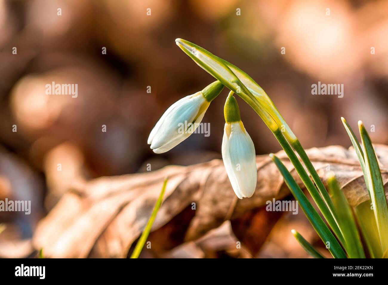 Spring First Bloomers Early bloomers in the spring garden at the beginning of the year Stock ...