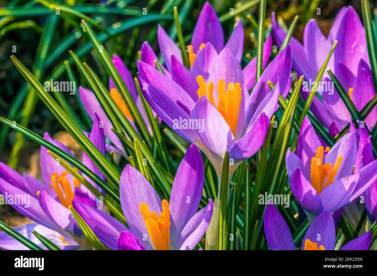 Early bloomers in the spring garden at the beginning of the year Stock ...