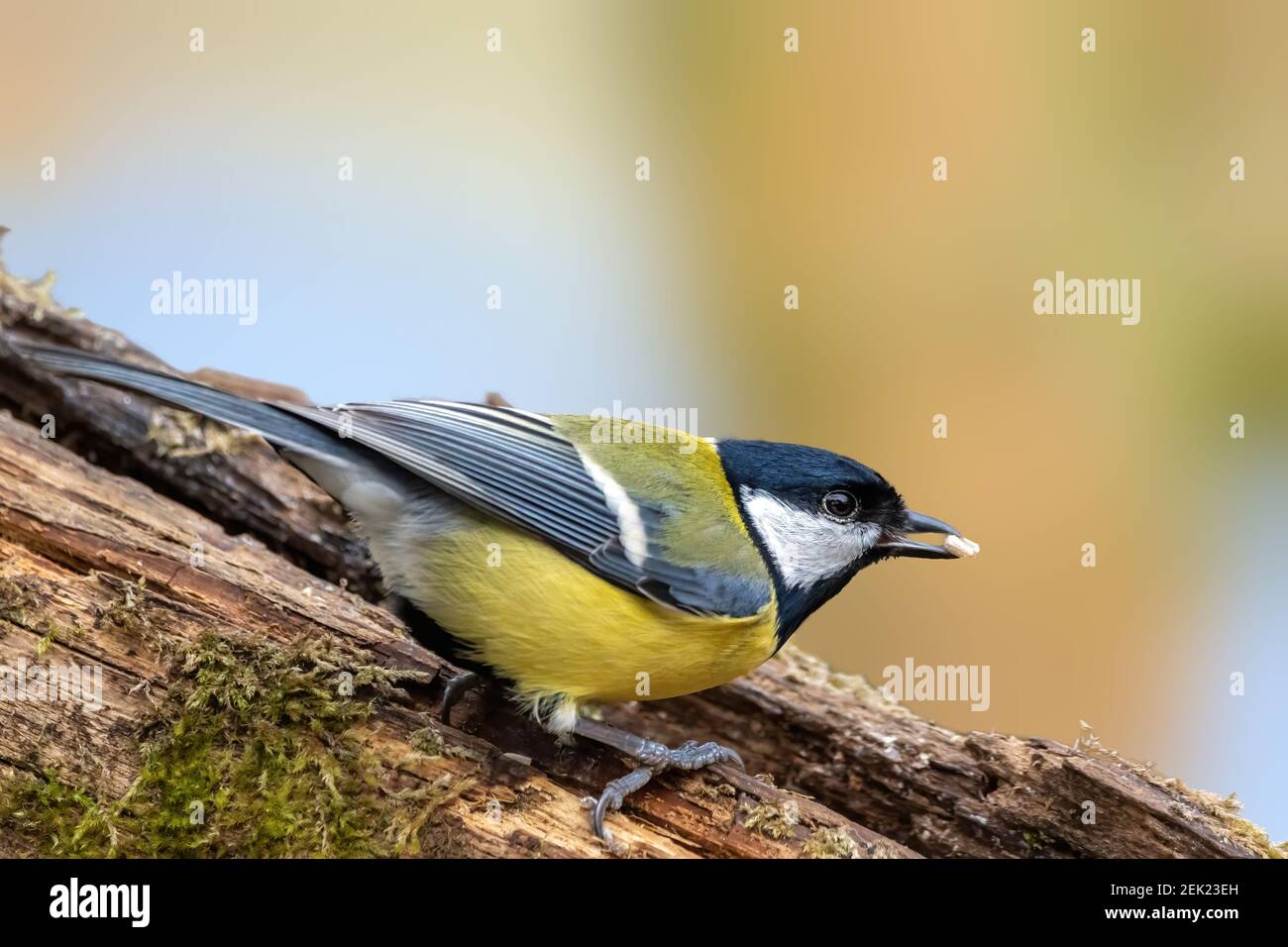 A black tit or also called coal tit at a feeding place at the Mönchbruch pond in a natural reserve in Hesse Germany. Looking for food in winter time. Stock Photo