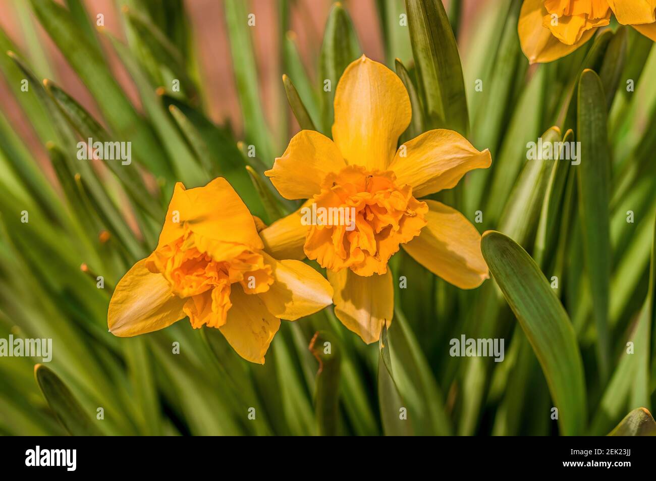 Early bloomers in the spring garden at the beginning of the year Stock Photo