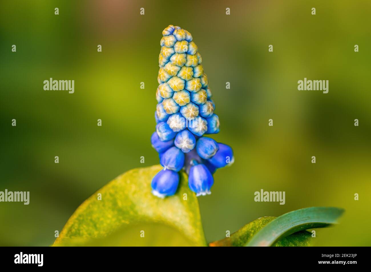 Early bloomers in the spring garden at the beginning of the year Stock