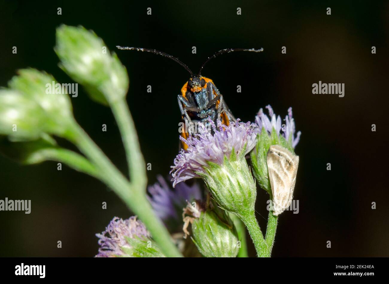 Forester Moth, Artona walkeri, with camouflaged moths, Eublemma sp, on Goatweed flower, Ageratum conyzoides, Klungkung, Bali, Indonesia Stock Photo