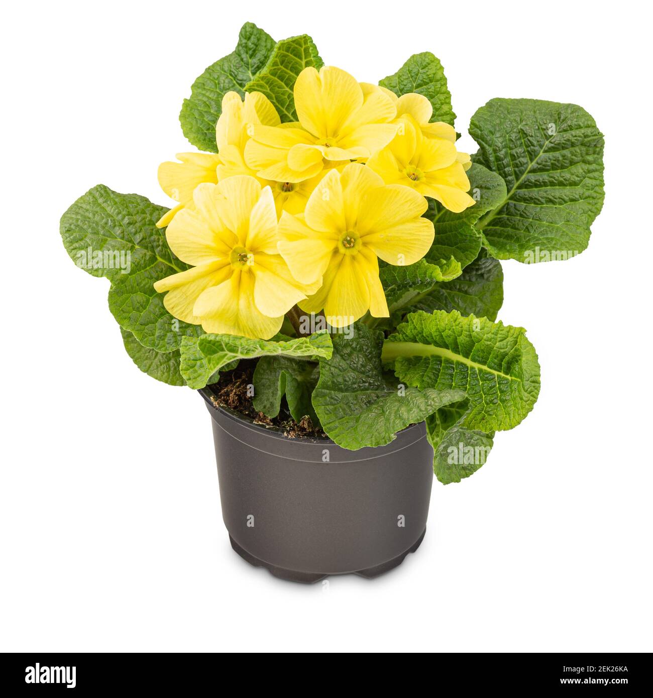 Primrose or Primula vulgaris, one the first flowers to bloom in spring, on white background Stock Photo