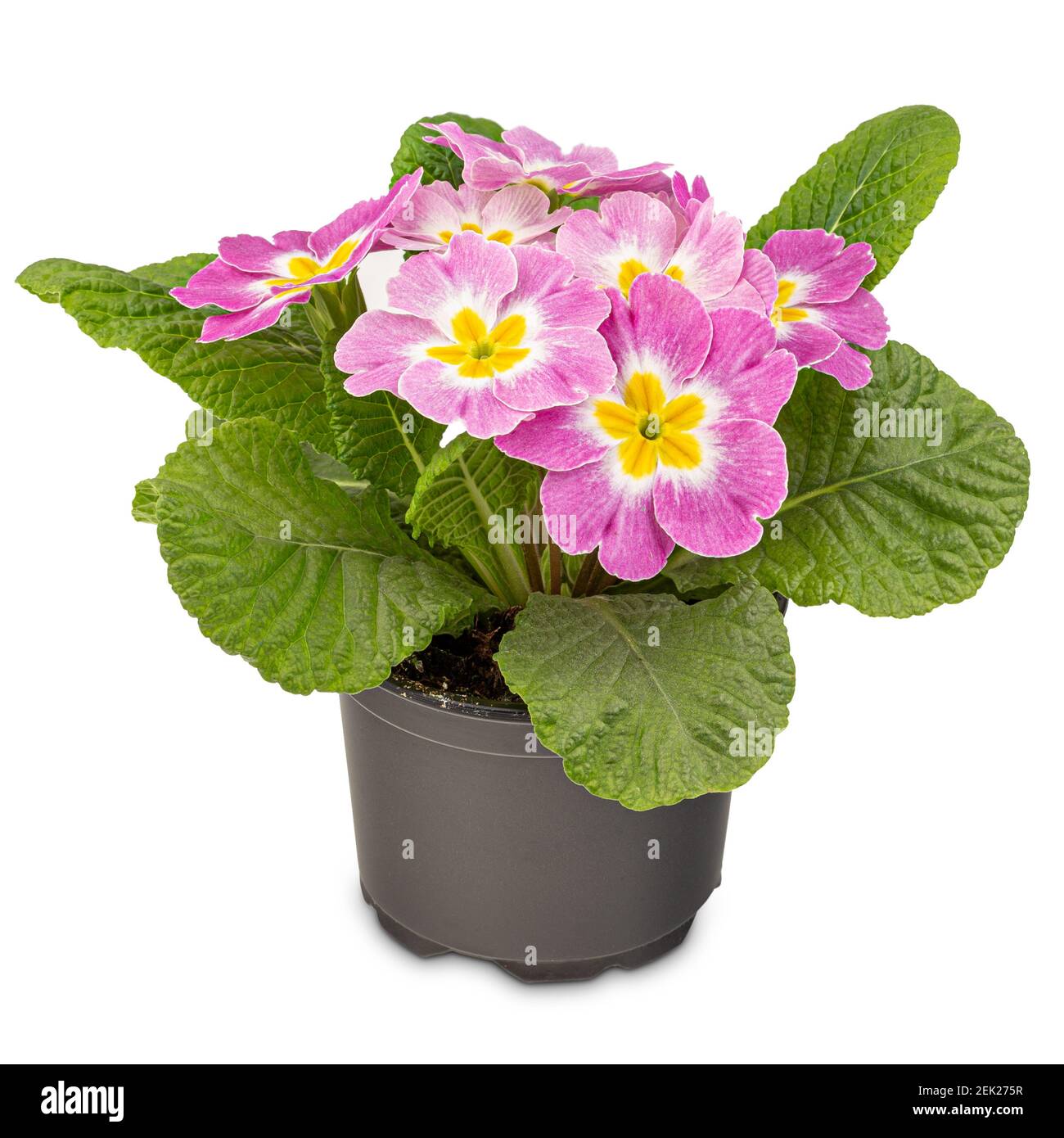 Light pink primula with yellow central disk in flowerpot on white background Stock Photo