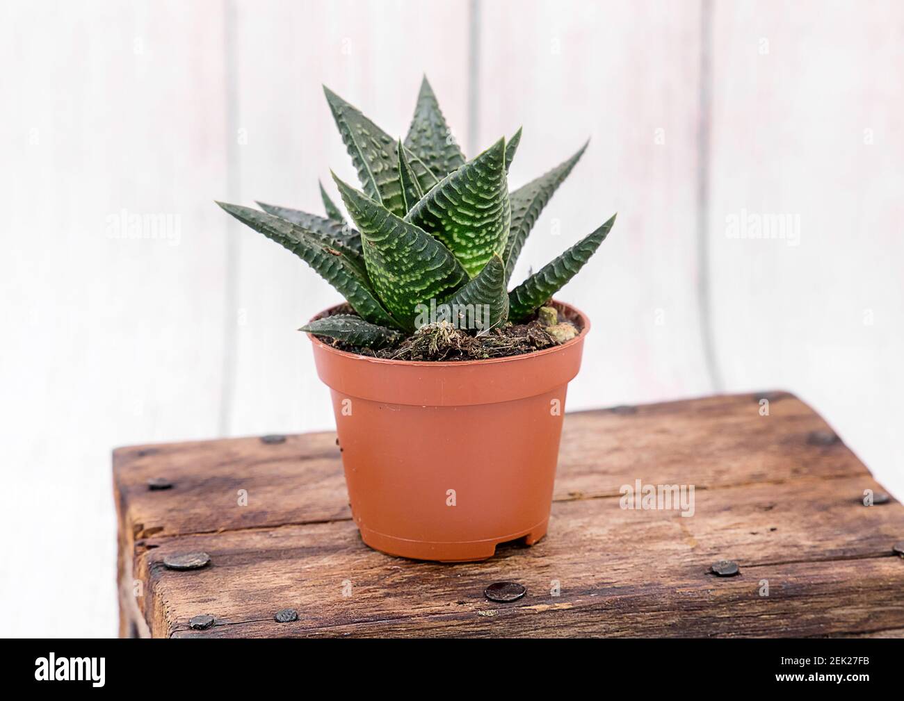 Haworthia / Haworthia venosa /. Growing exotic unpretentious indoor plants Stock Photo