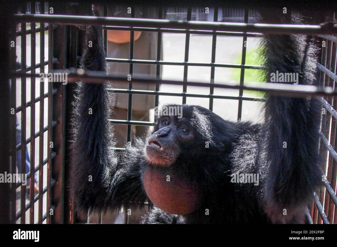 Siamang or Black Apes (Symphalangus syndactylus) are being kept in a