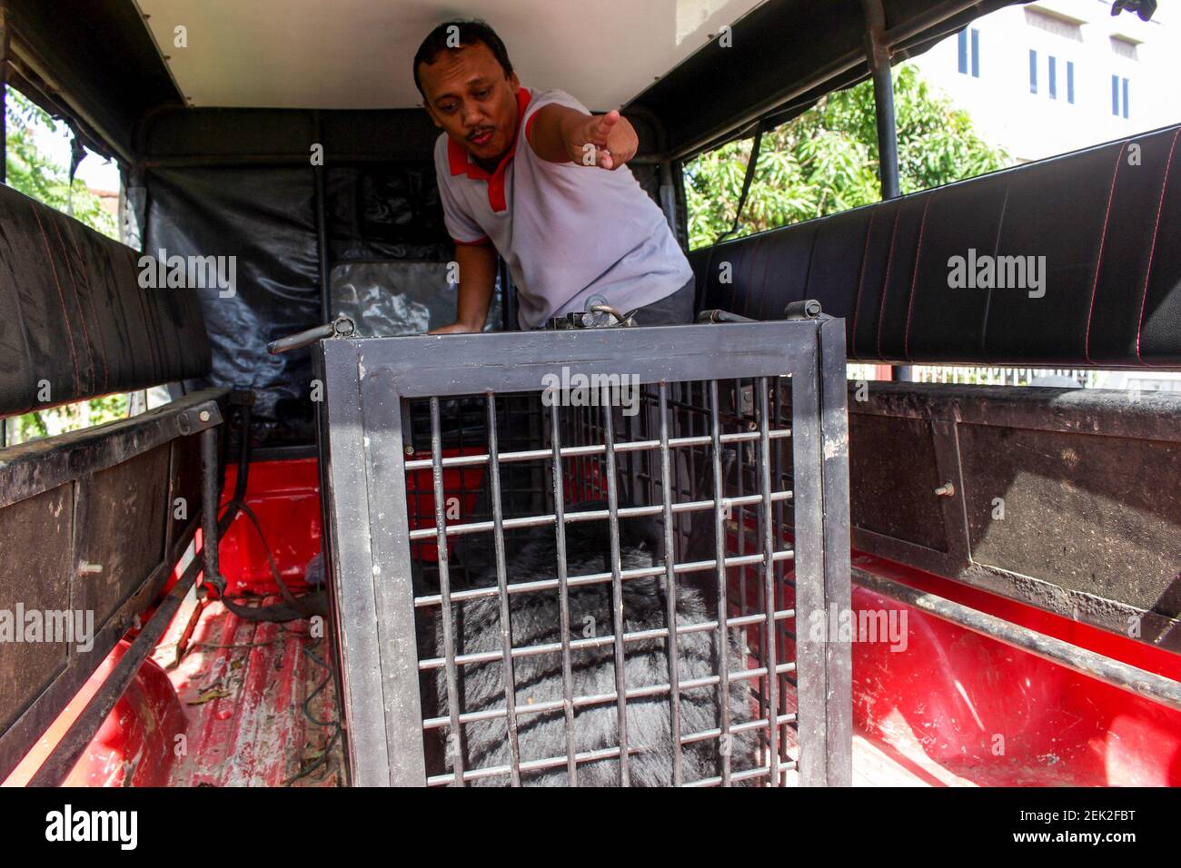 An officer puts a Siamang or Black Apes (Symphalangus syndactylus) into