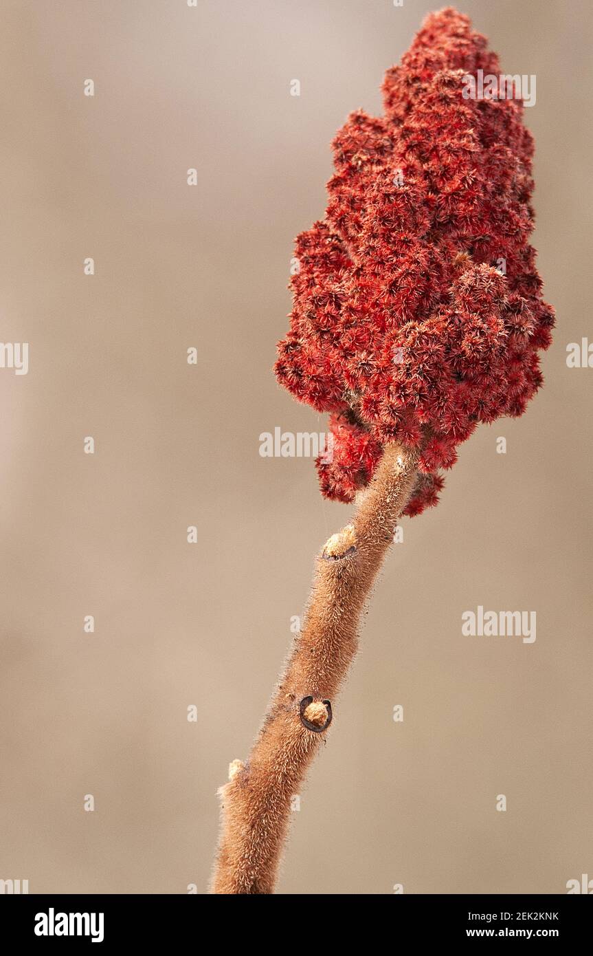 Sumac bud in spring, Cazals, France Stock Photo Alamy