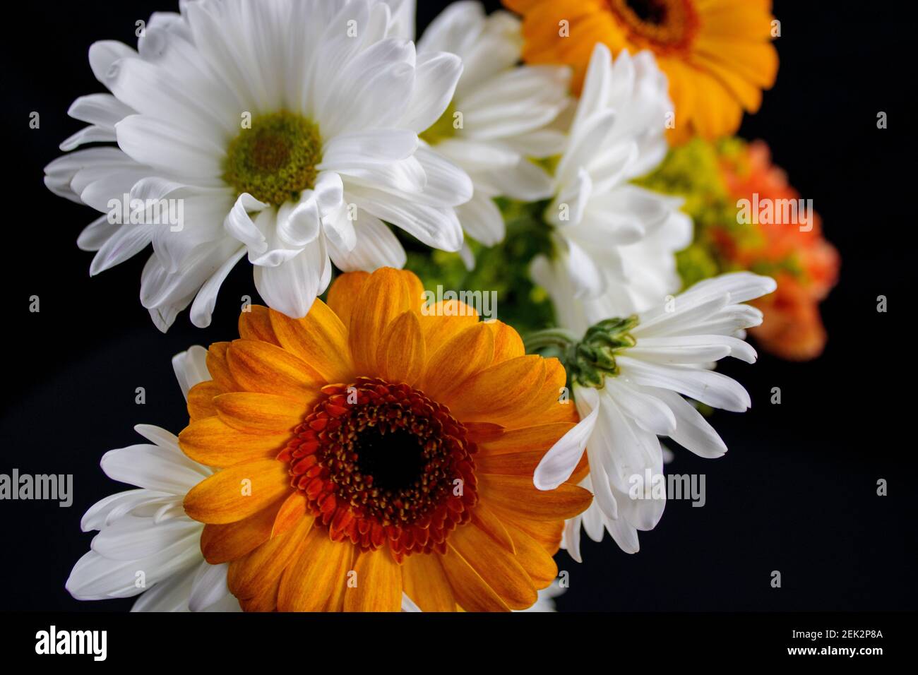 Daisy and sunflower Stock Photo
