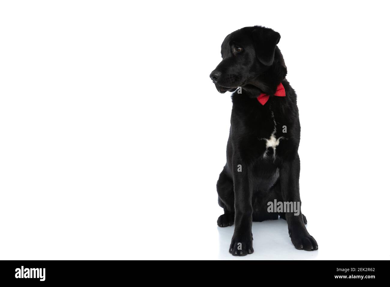 beautiful labrador retriever dog looking aside, wearing a red bowtie ...