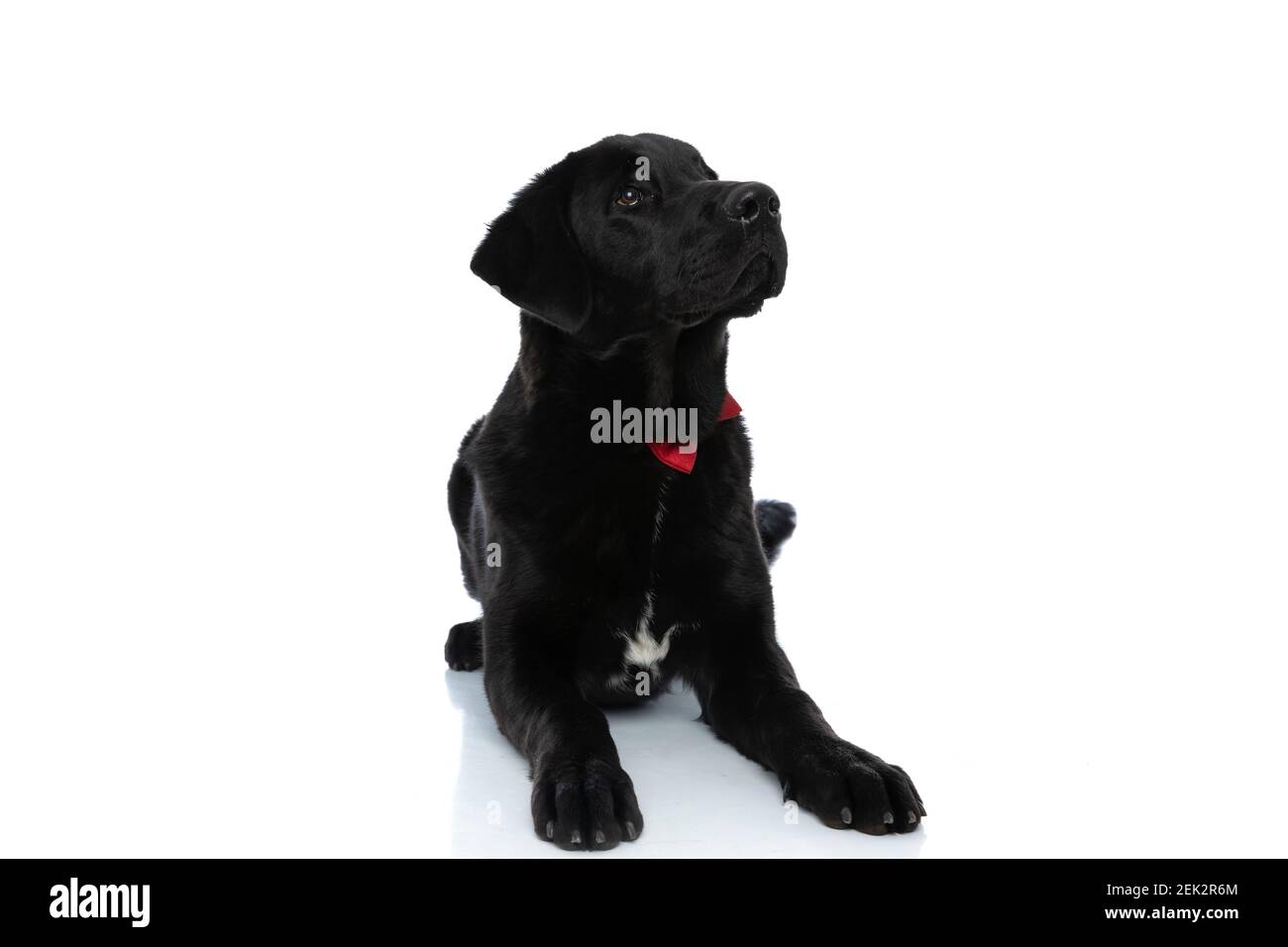 cute labrador retriever dog lying down, wearing a red bowtie and ...