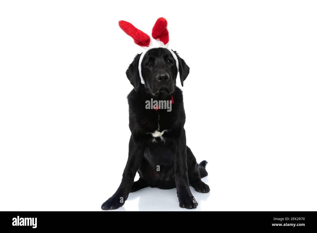 cute labrador retriever dog feeling bored, wearing bunny ears and ...