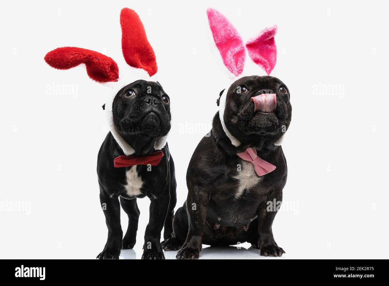 Why Does My Dog Lick My Rabbits Ears