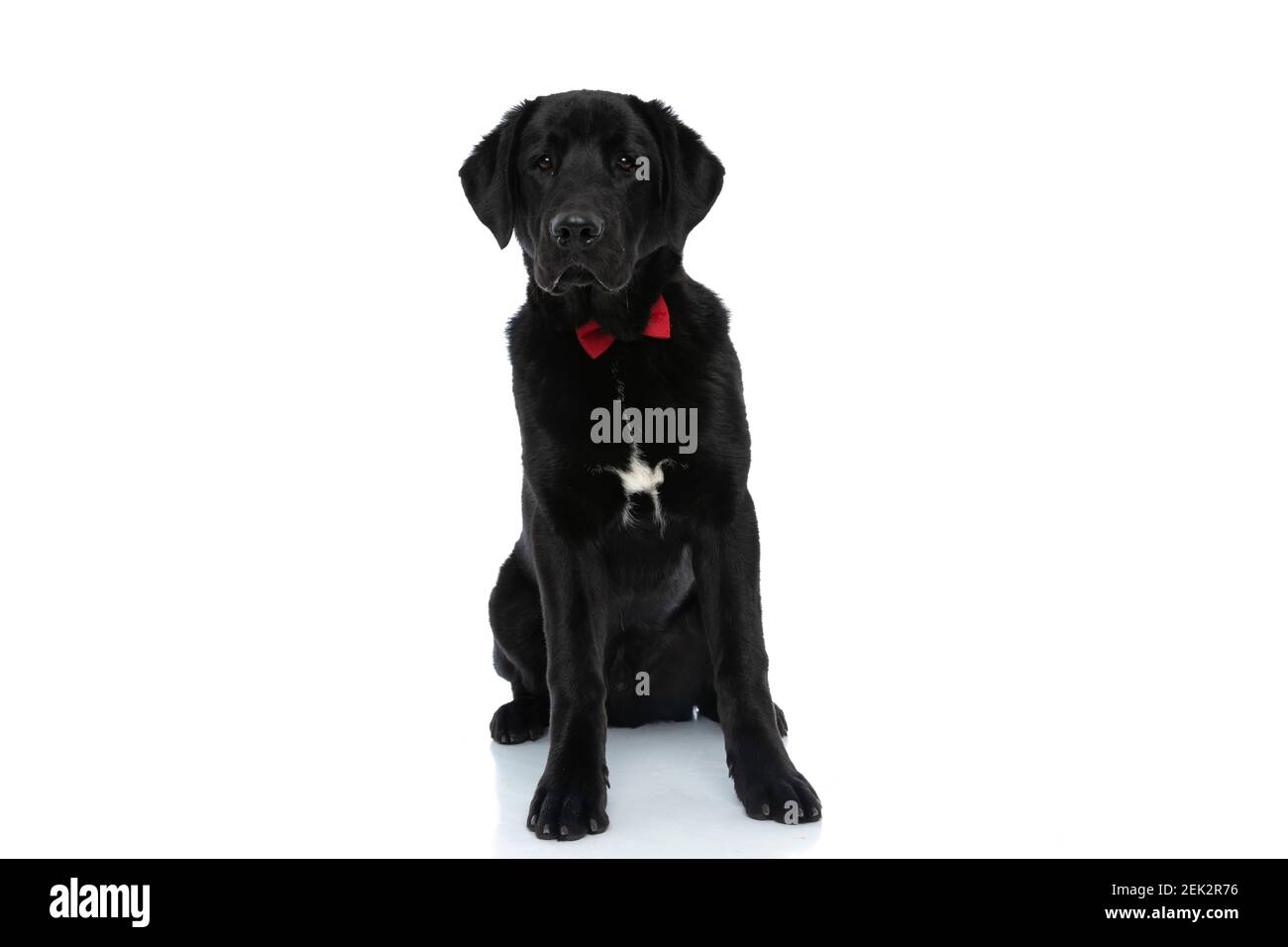 sweet labrador retriever dog wearing a red bowtie and sitting against ...