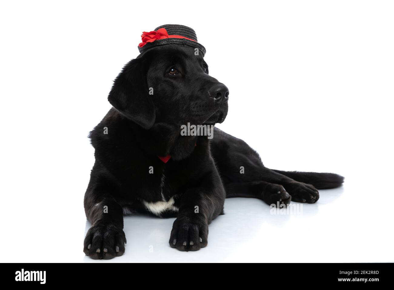 sweet labrador retriever dog looking away, wearing a hat and a bowtie ...