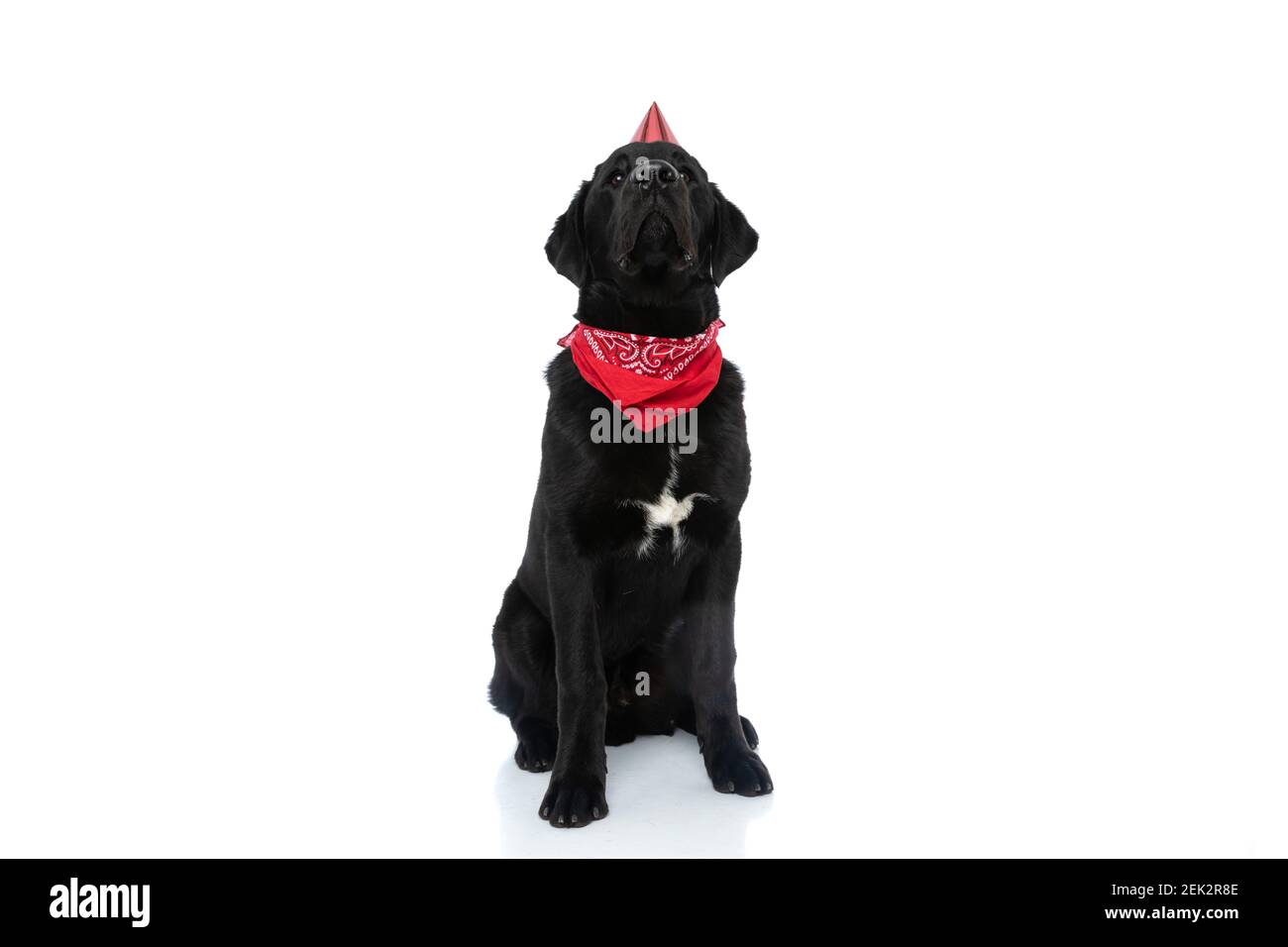seated labrador retriever dog wearing a birthday hat and bandana ...