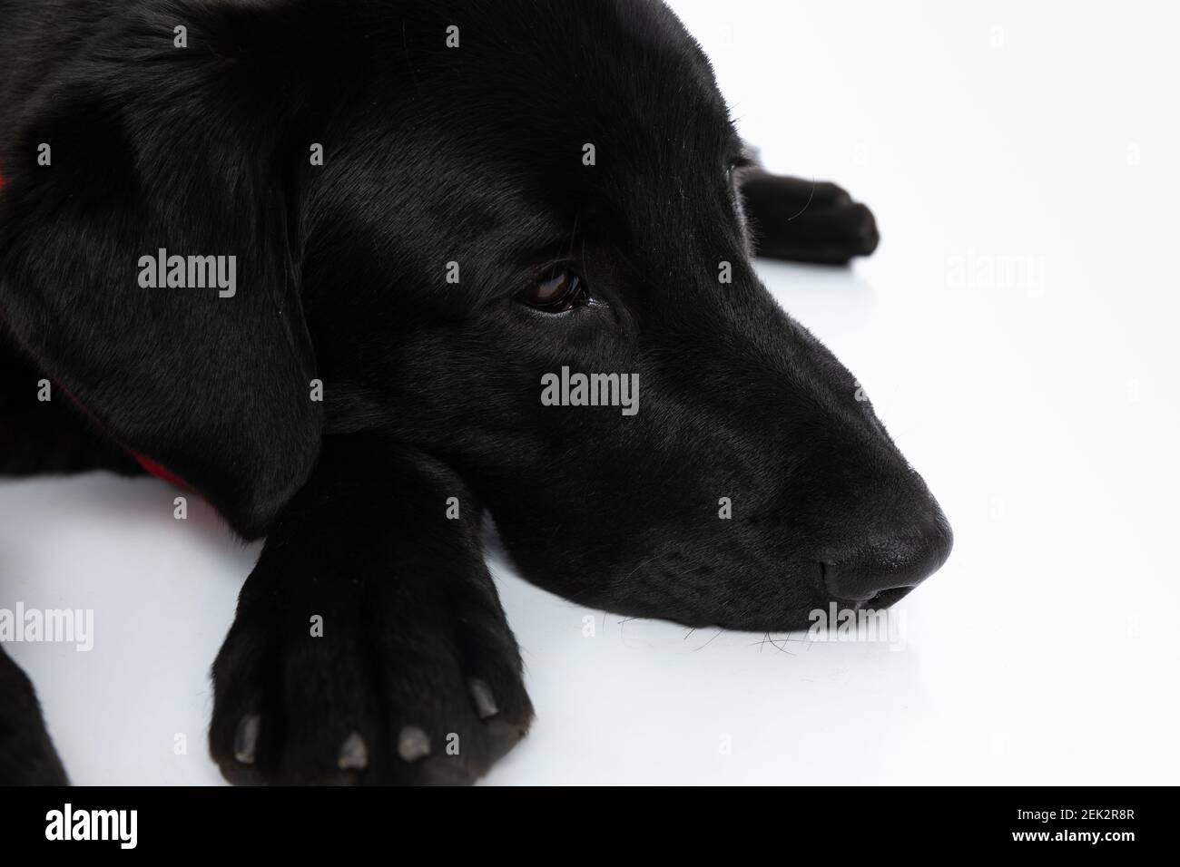 Sleepy black labrador head hi-res stock photography and images - Alamy