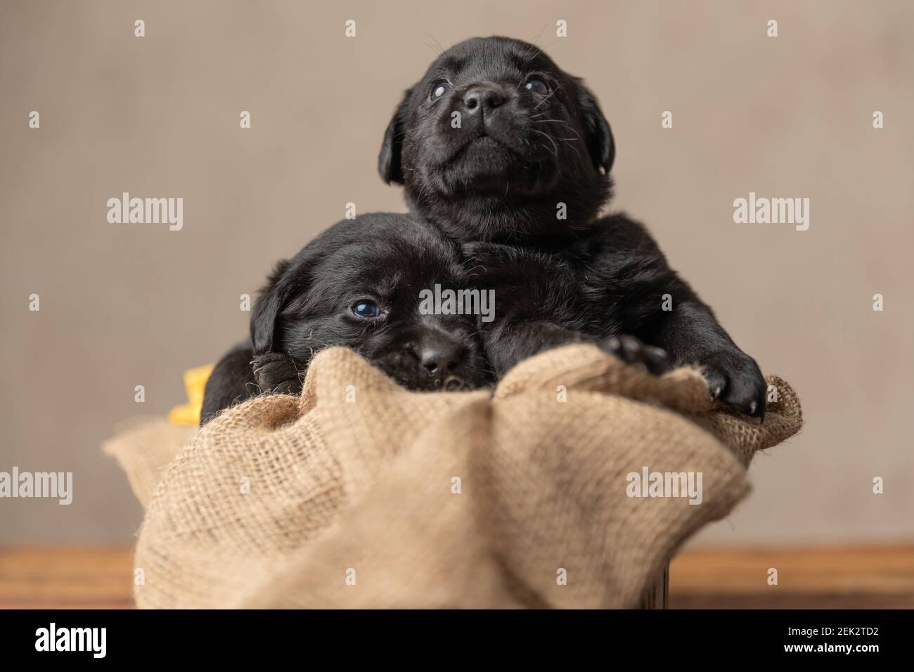 Lab Cuddle couple of cute labrador retriever dogs in love are cuddling in their ...