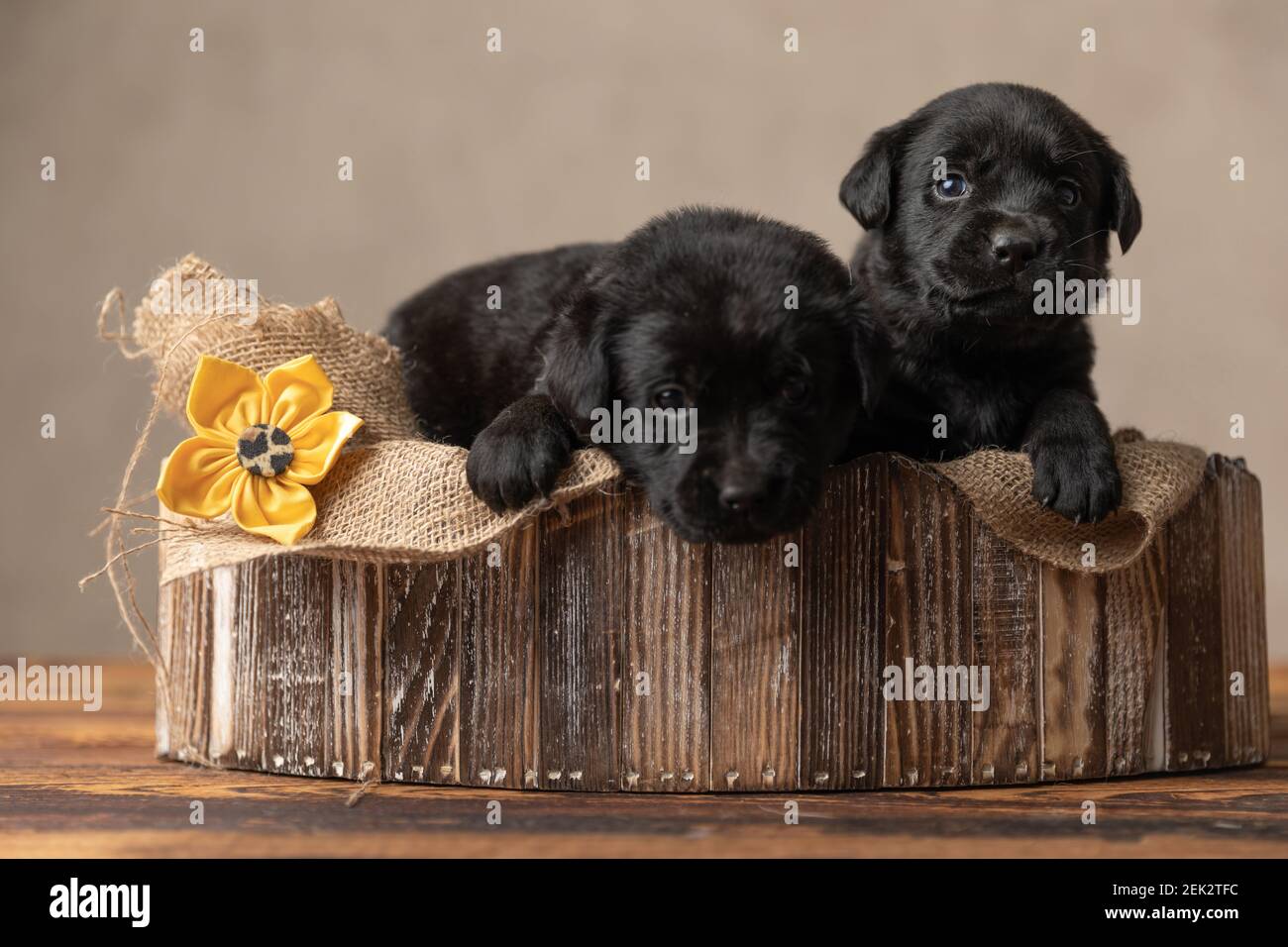 bed full of puppies