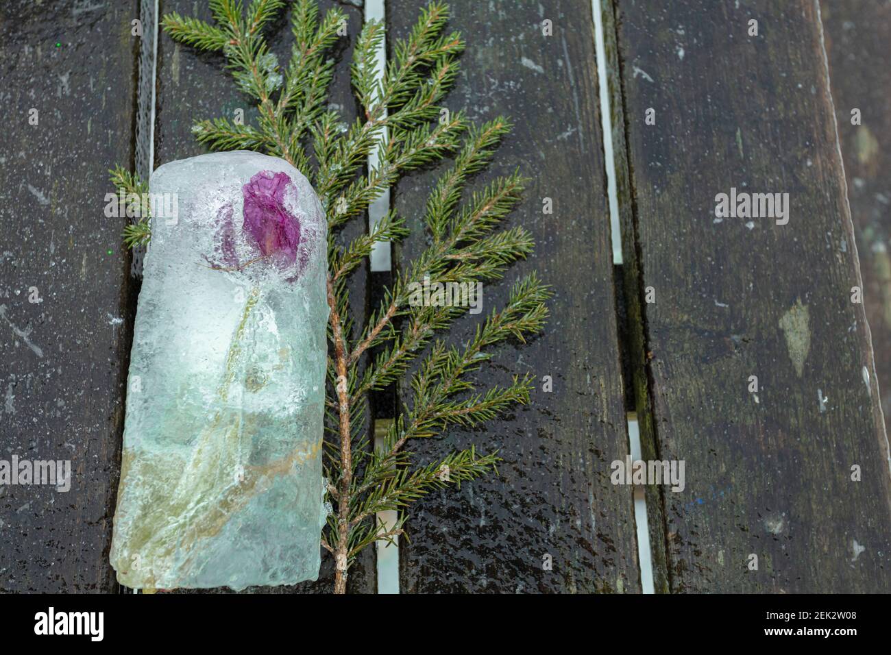 piece of ice in it frozen flower, green branch on wooden background. High quality photo Stock Photo