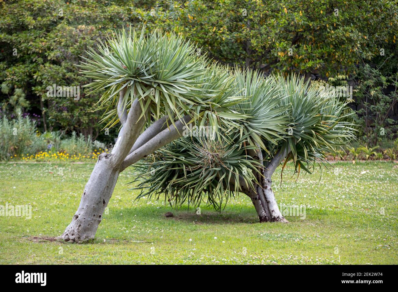 Subtropical Tree High Resolution Stock Photography And Images Alamy
