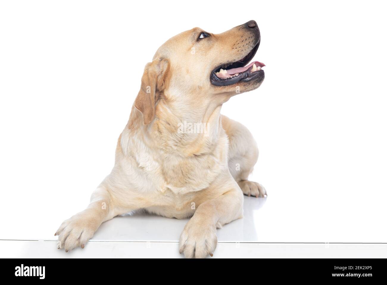 cute labrador retriever dog looking aside and sticking out his tongue