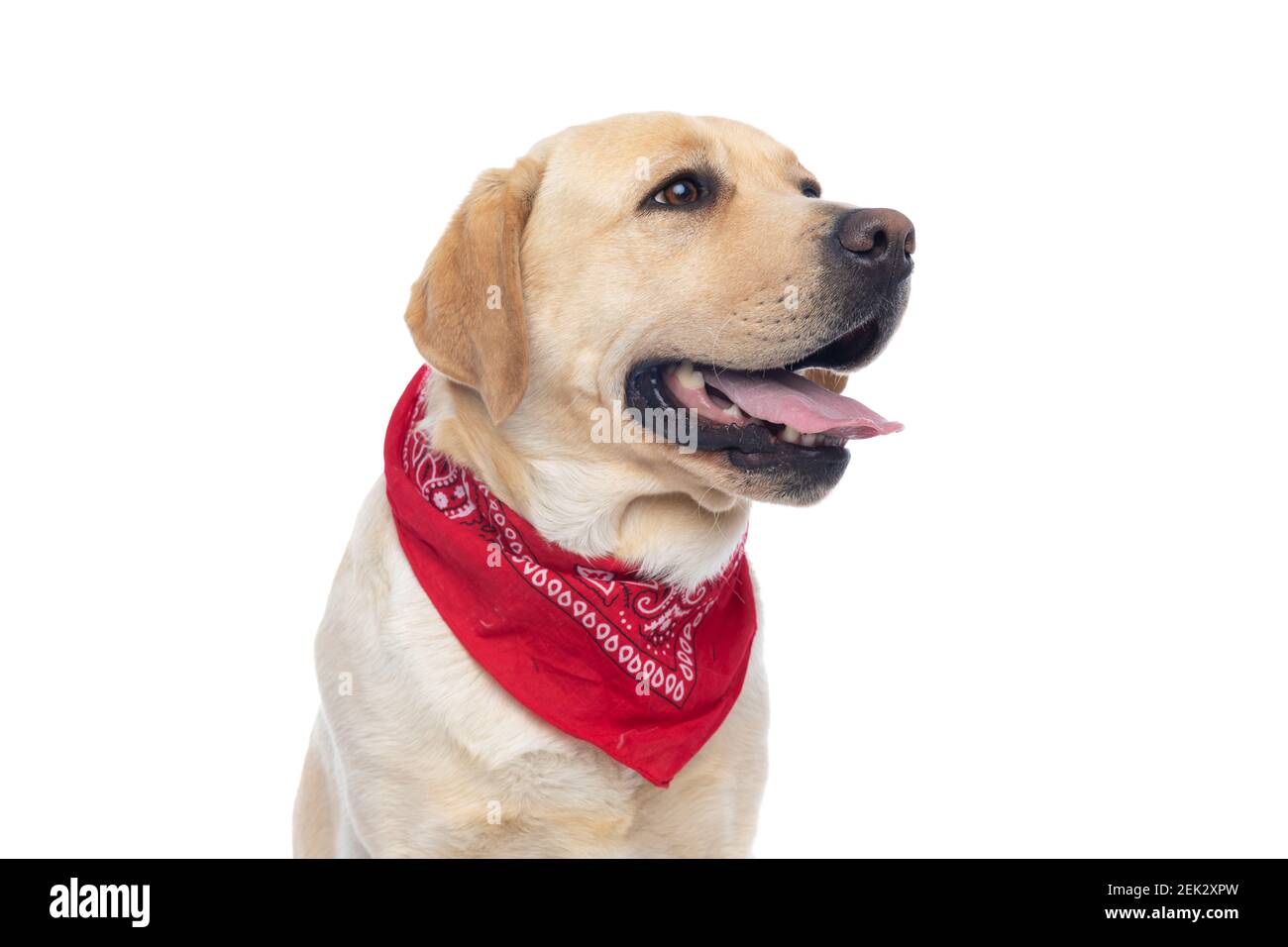 beautiful labrador retriever dog wearing a red bandana and sticking out his  tongue against white background Stock Photo - Alamy