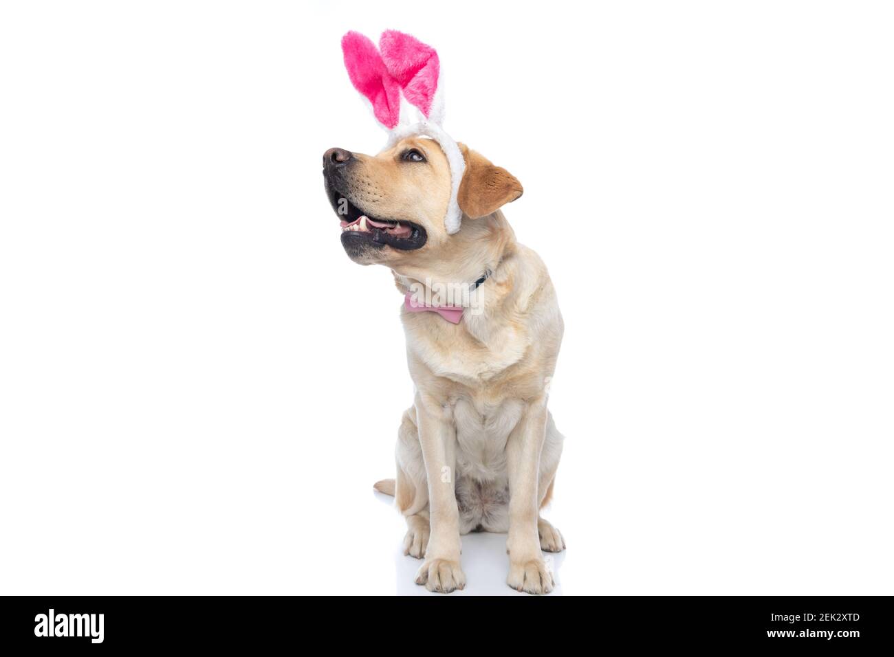 cute labrador retriever dog wearing bunny ears and bowtie, sitting ...