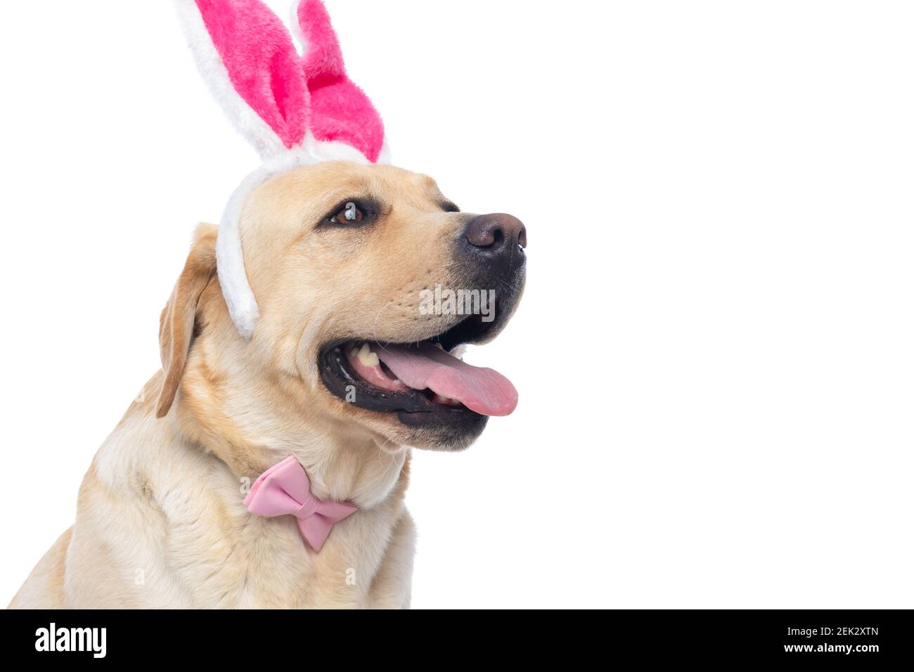 side view of a cute labrador retriever dog sticking out tongue and ...
