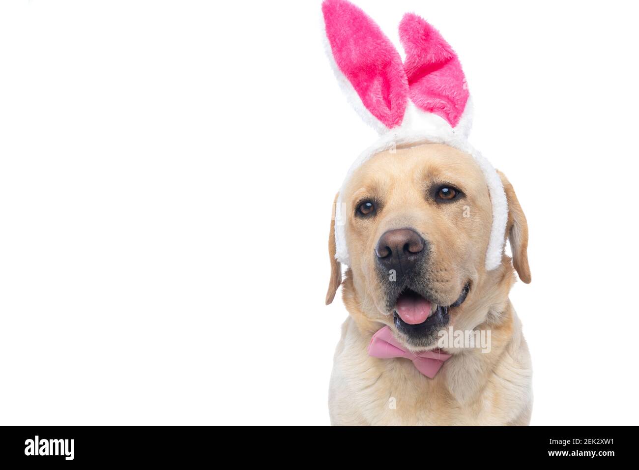cute labrador retriever dog wearing a pink bowtie and bunny ears ...