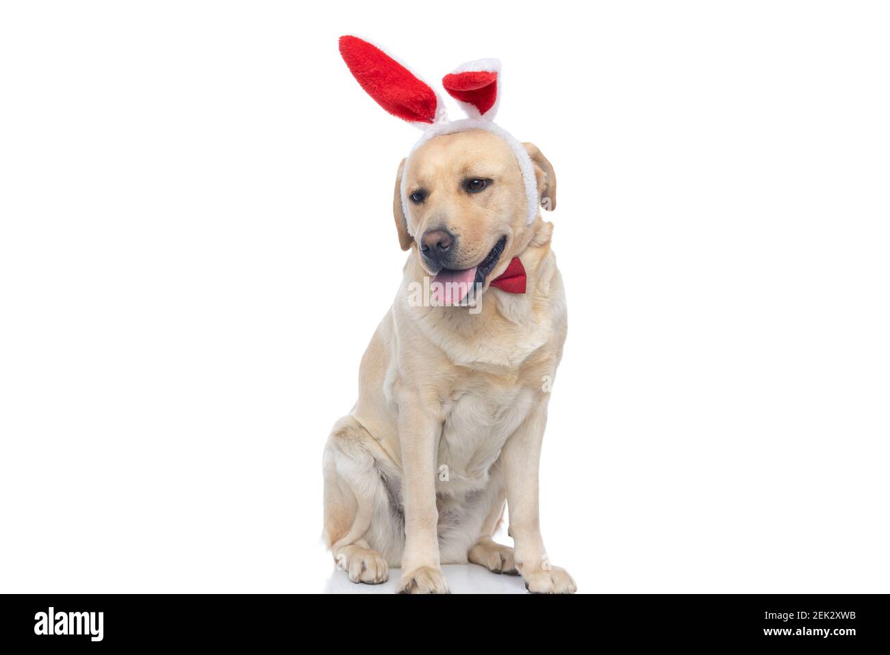 adorable labrador retriever dog wearing bunny ears and bowtie, sticking
