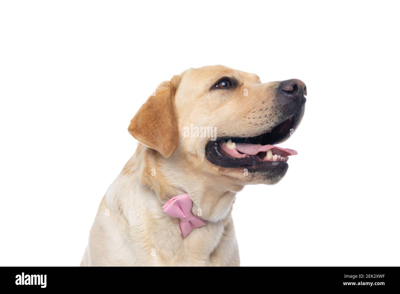 side view of a cute labrador retriever dog sticking out tongue and ...