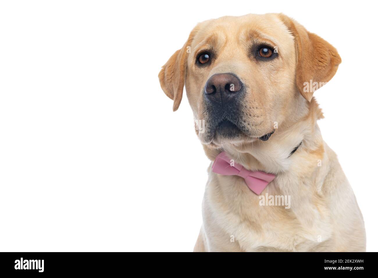 sweet labrador retriever dog wearing a pink bowtie and looking away on ...