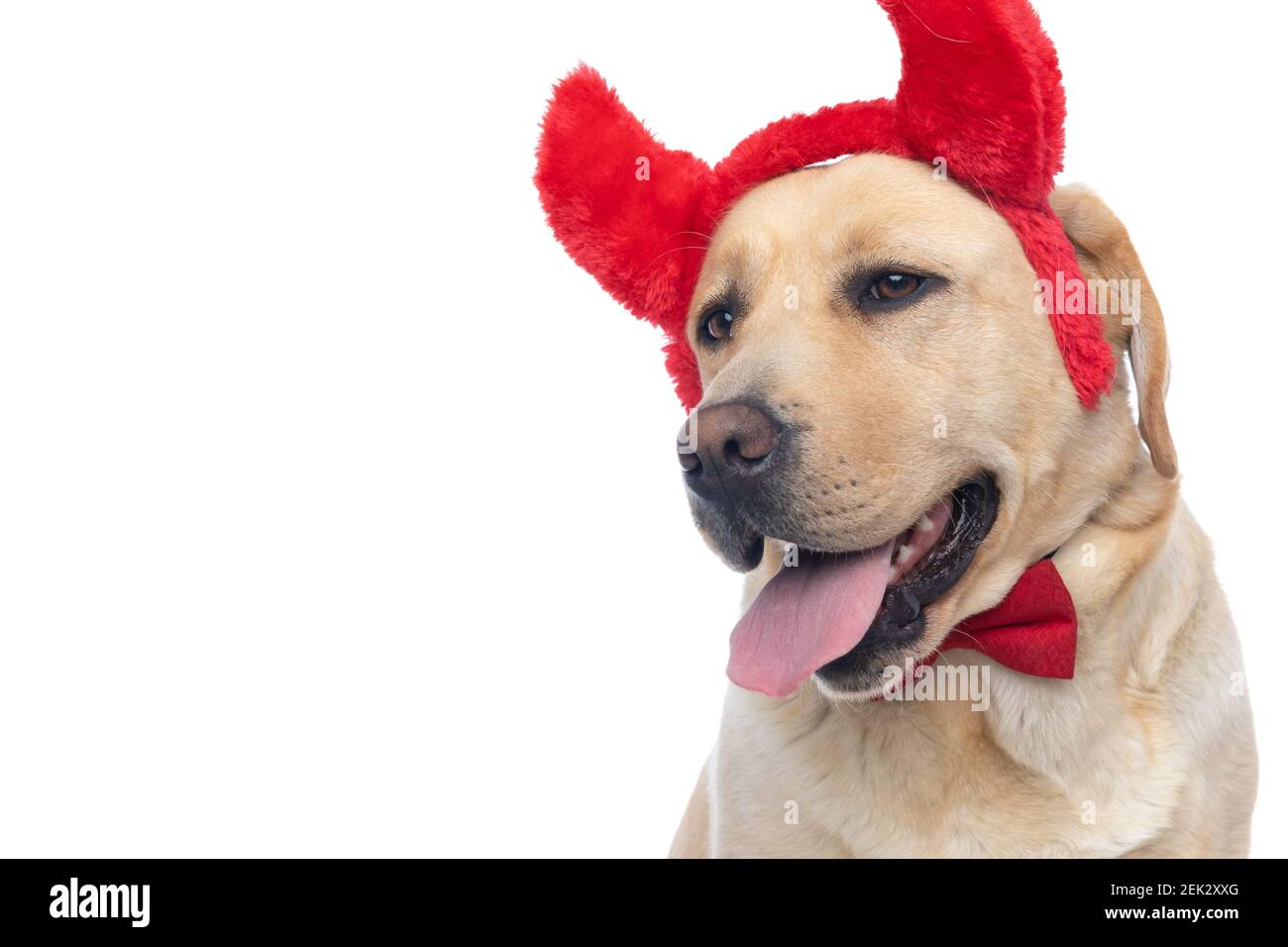 cute labrador retriever dog panting, wearing red devil horns and bowtie ...