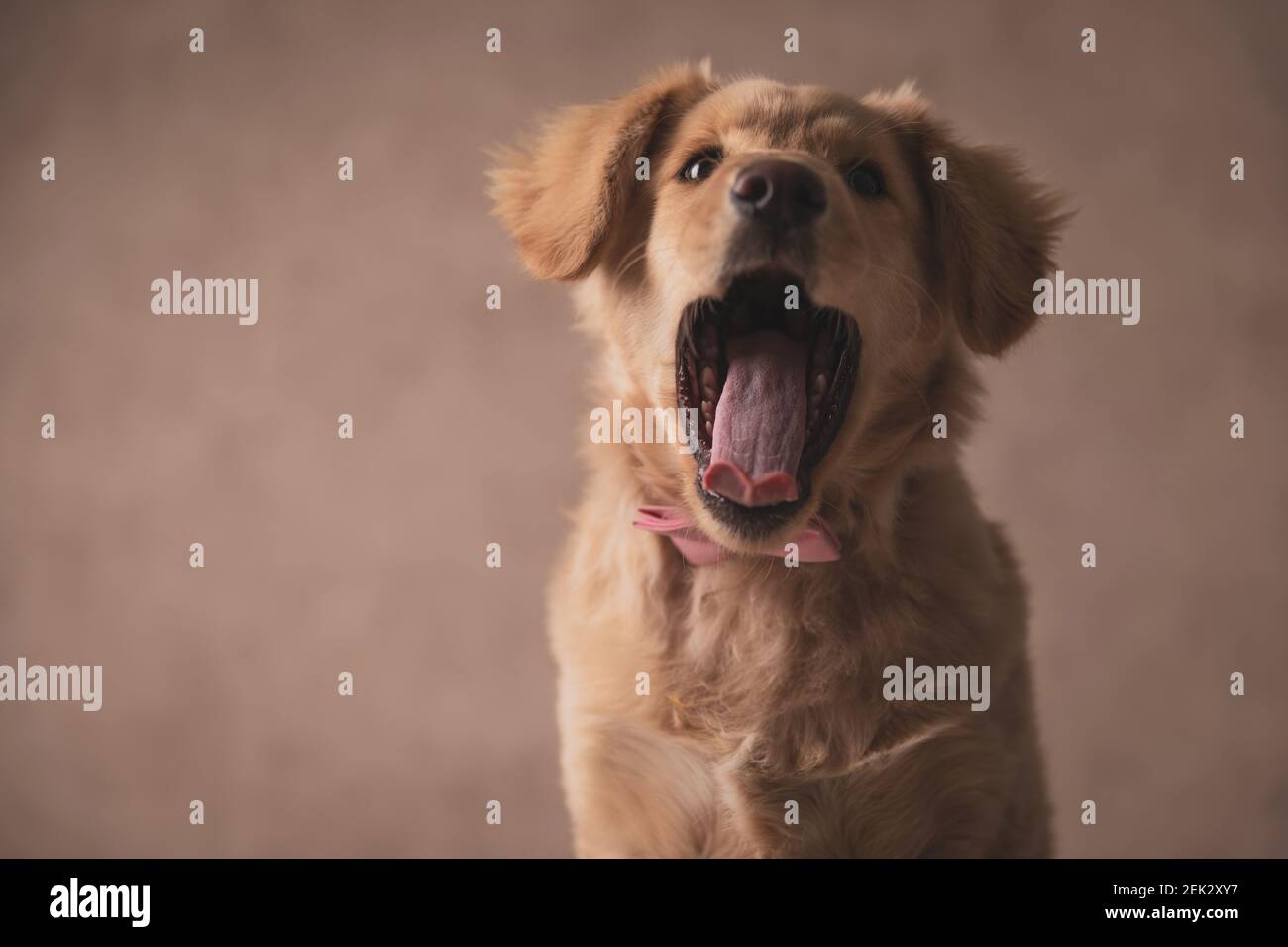 beautiful golden retriever puppy wearing pink bowtie and yawning ...
