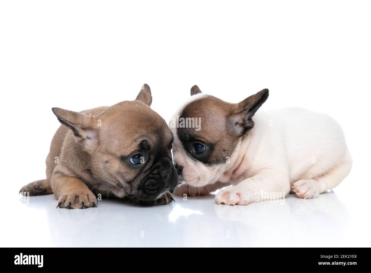 Do Dogs Fall In Love Each Other