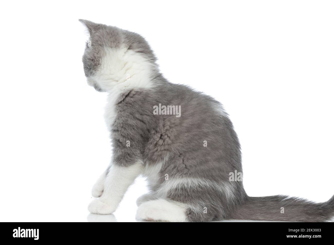 side view of a british shorthair cat looking away from the camera and ...