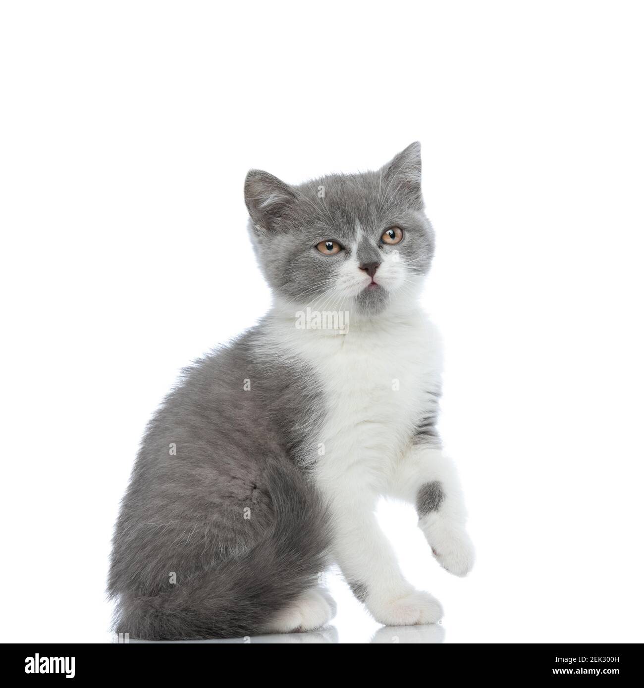 sweet british shorthair cat feeling confused and sitting to a side against white background Stock Photo